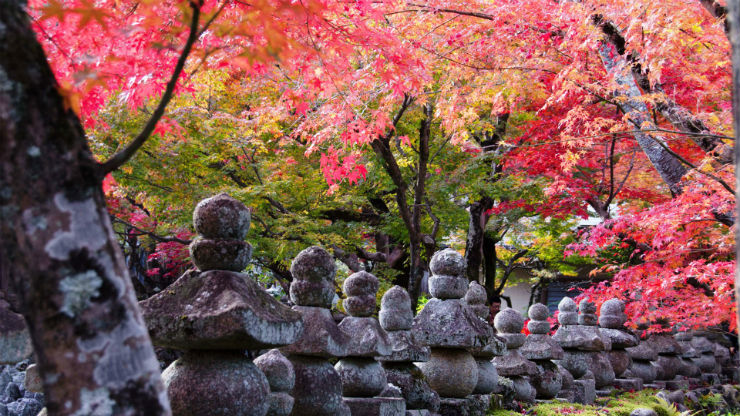 "Kyoto, capital do Japão, enigmática com as suas cerejeiras nas ruas."
